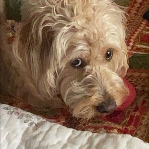 Meet your Posher, Jini